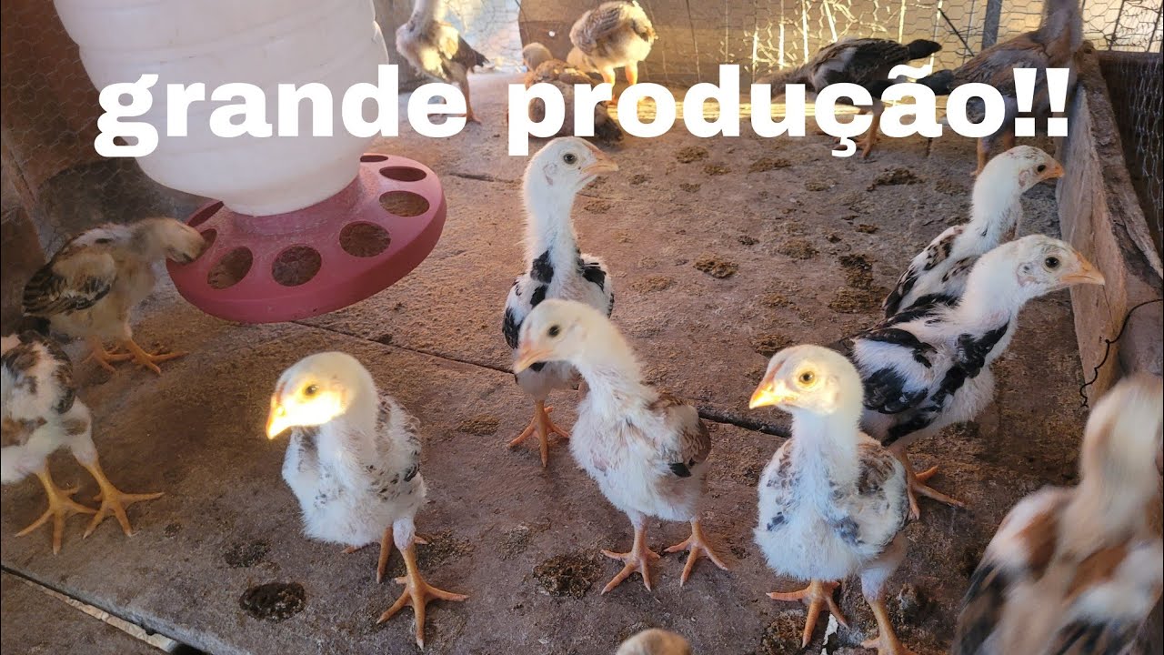 É IMPRESSIONANTE 😮MAIS DE 50 PINTINHOS 🐤NASCERAM AQUI NA ROÇA 🙏