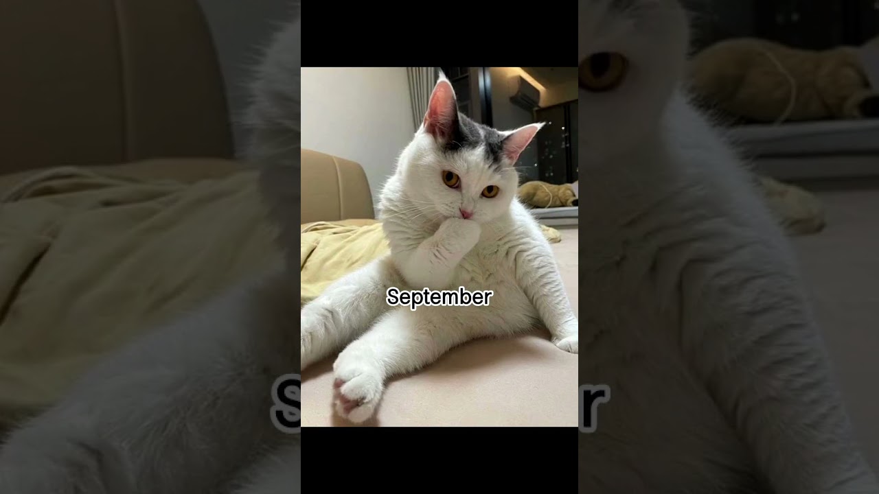 Отправьте прямо сейчас! #кот #мемы #втрендах #georgieebom #вирусные #фотокотов