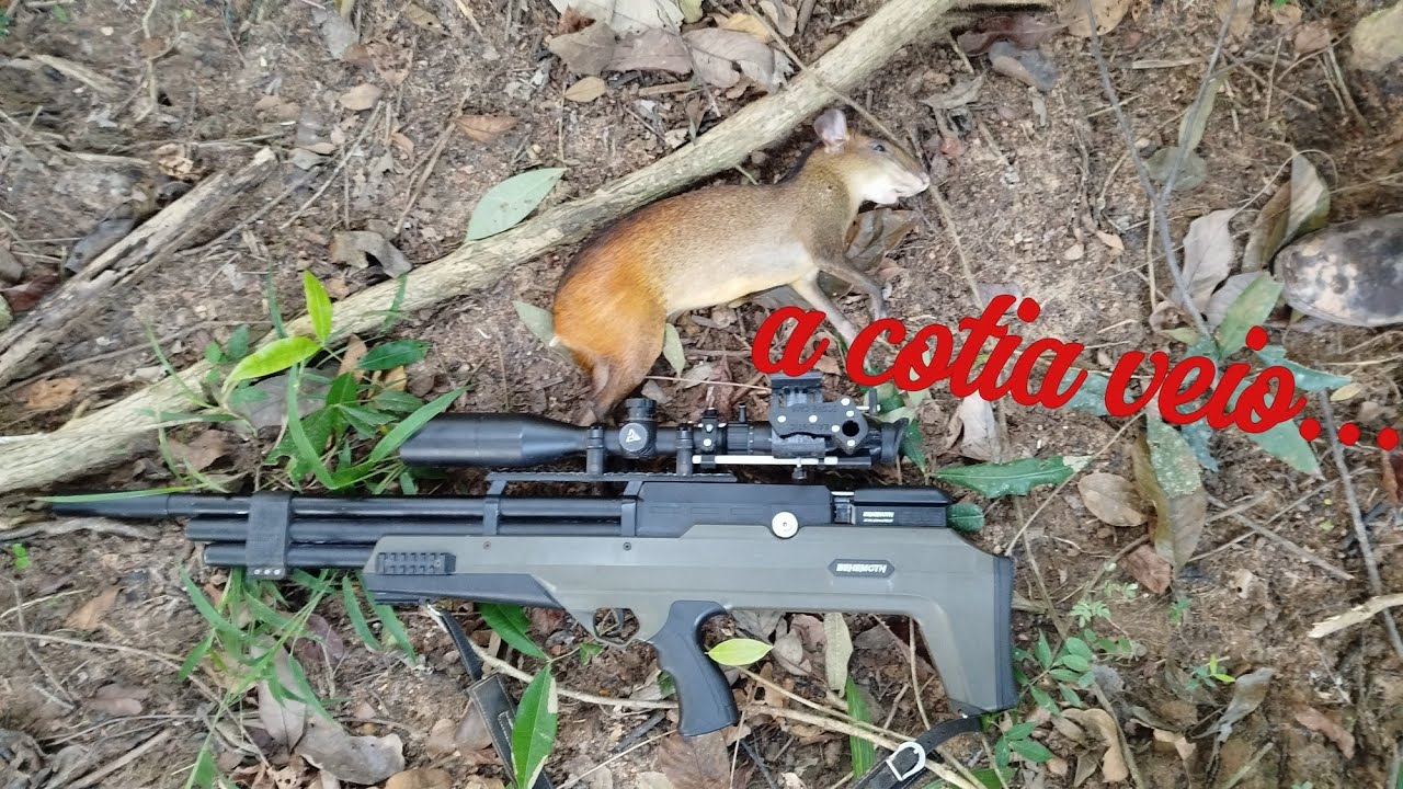 Caçada de porco do mato! Deu uma Cotia Com carabina PCP beremolt 5.5 
