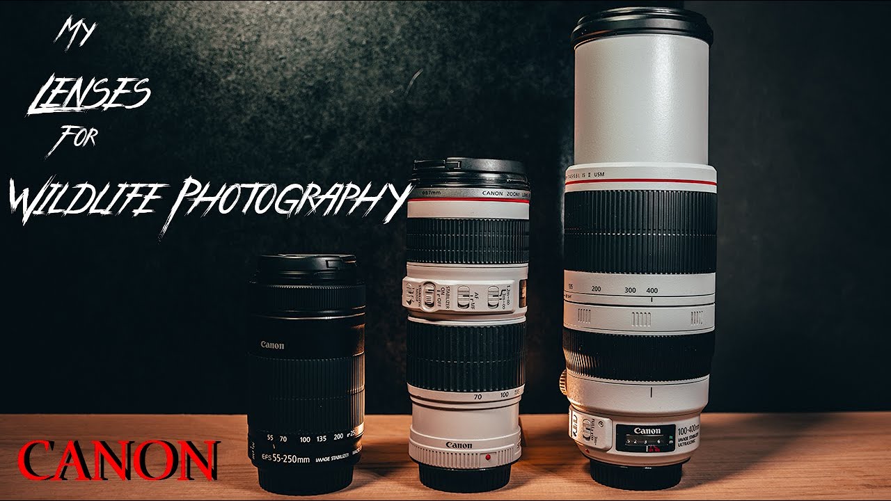 LENSES for WILDLIFE PHOTOGRAPHY | From Beginner to Advanced | CANON 100-400 F4.5-5.6 L II