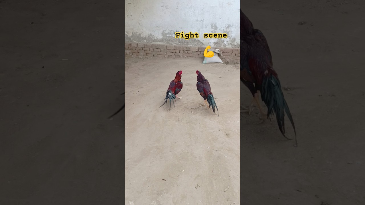 Aseel Fight 🫢 #shorts #youtubeshorts #aseellovers #aseelmurga #foryou