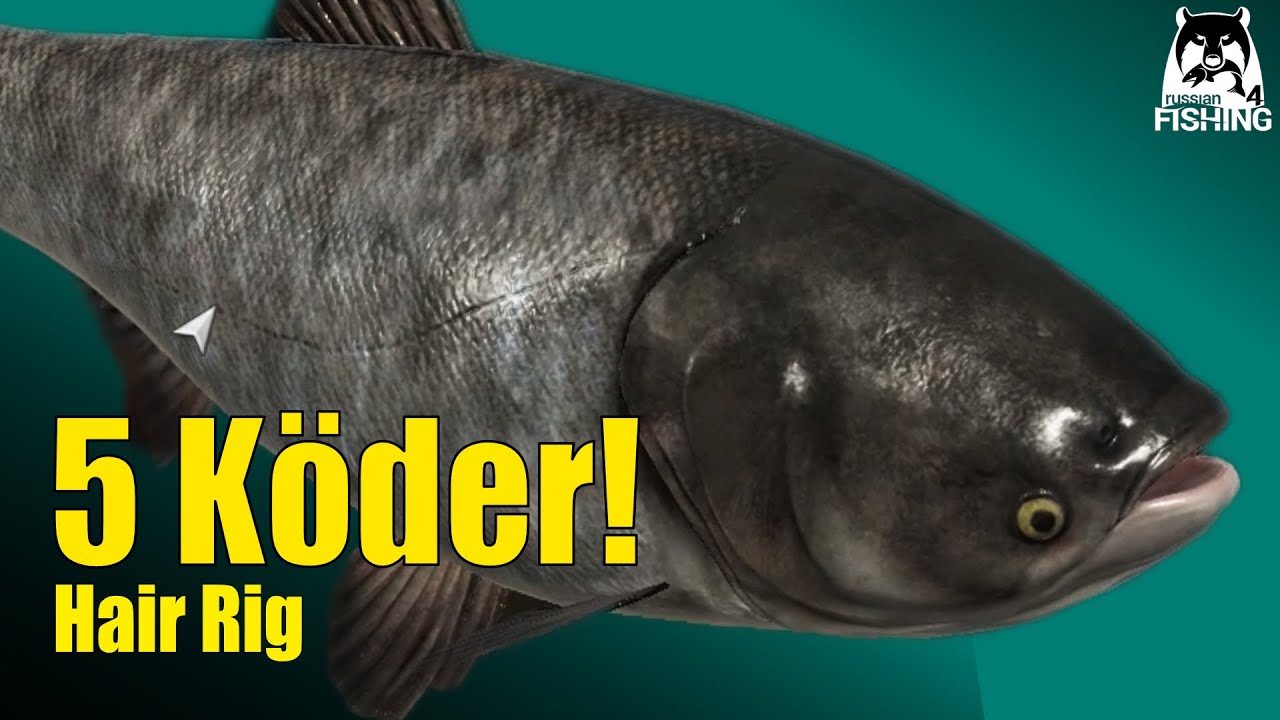 Russian Fishing 4 - Sura - Marmorkarpfen mit Haarmotage und 5 Ködern