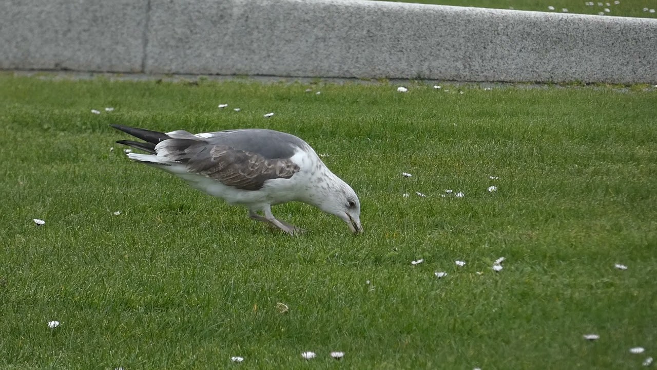 Lesser Black-Backed Gull digging for worms