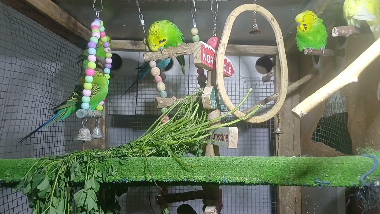 The Smartest Parrot in the World!