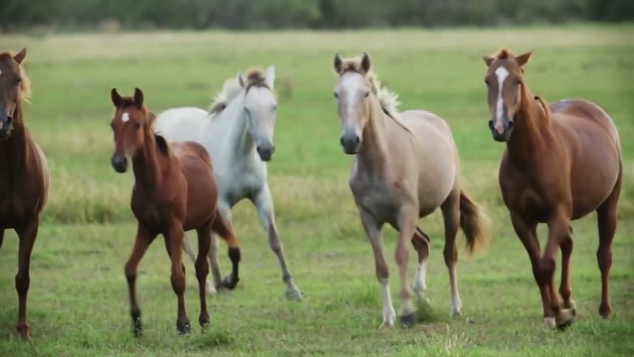 CAVALO PANTANEIRO: COMO A CIÊNCIA AJUDA A MELHORAR A RAÇA SÍMBOLO DO PANTANAL