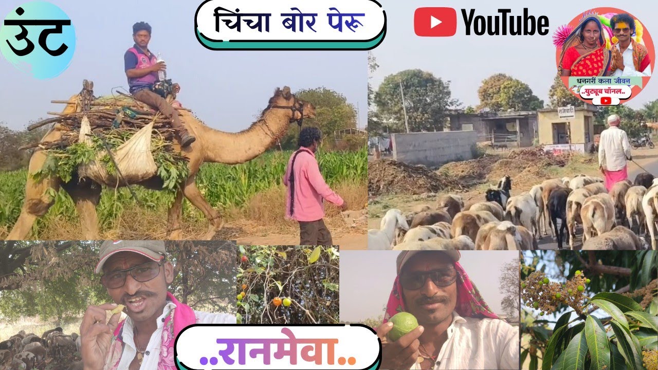 रानातला राममेवा पाहून तुमच्याही तोंडाला पाणी सुटेल.. धनगरी जीवनातील आनंदाचे क्षण..