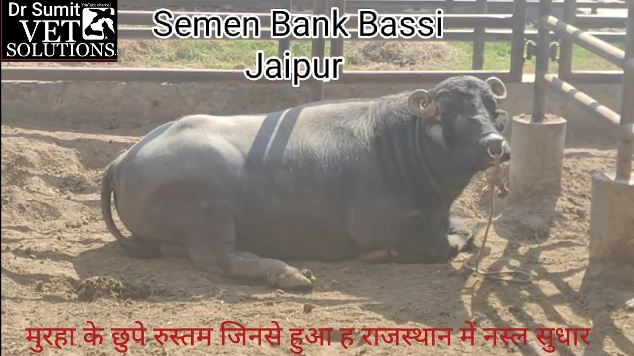 Government Semen Bank Bassi Jaipur भारत का Aग्रेड सीमनबैंक बस्सी जयपुर जहां सभी नस्लों के बुल टॉप ह