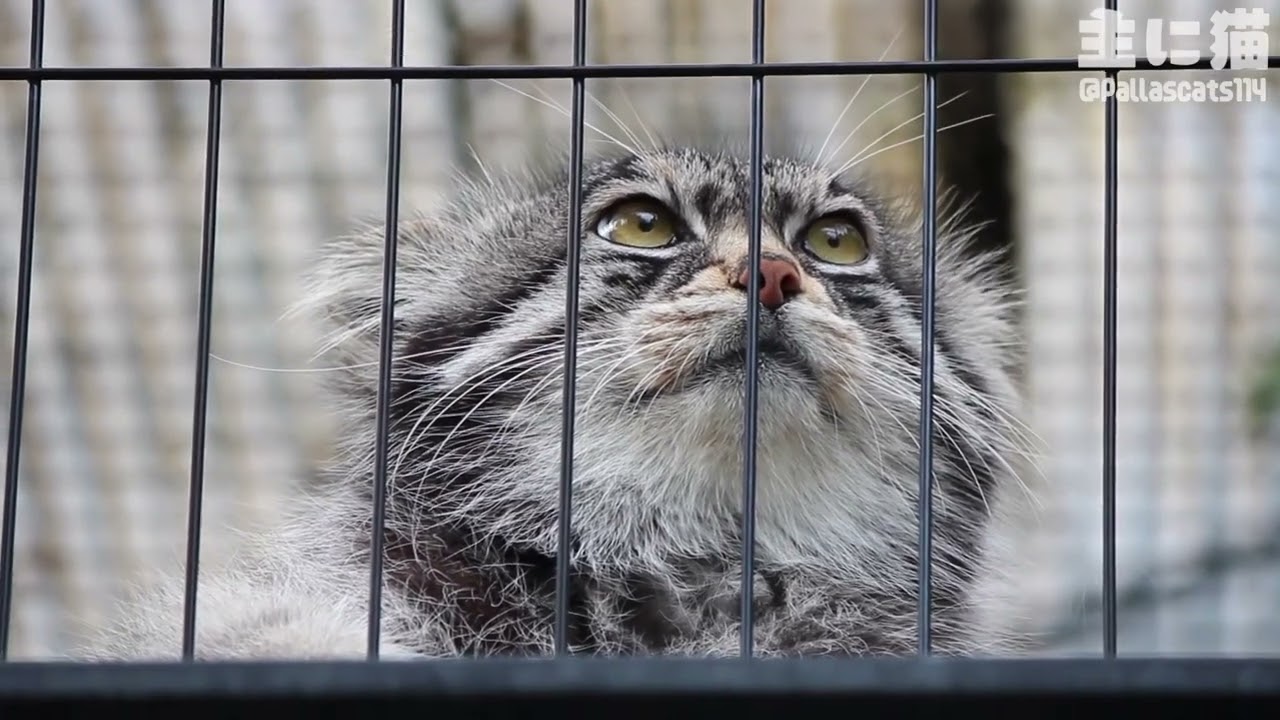 【旭山動物園】グルーシャから見下されるのを体験できる動画【Pallas's cat】【manul】