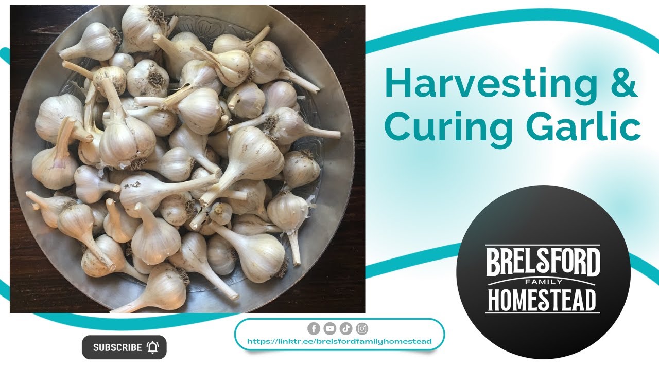 Garlic Harvest & Curing. - Brelsford Family Homestead
