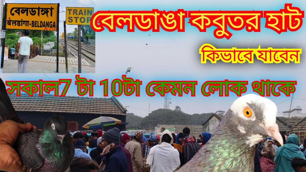 বেলডাঙা কবুতর হাট। কিভাবে যাবেন। সস্তাই কবুতর । 2025 এর শেষ হাট।