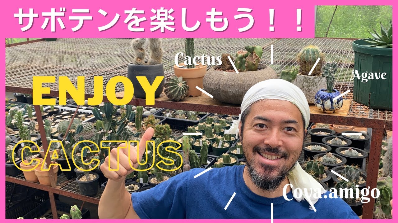サボテンの様々な楽しみ方のご紹介です。ご家庭でも色々と楽しめて簡単に育てられるサボテン、最高です。