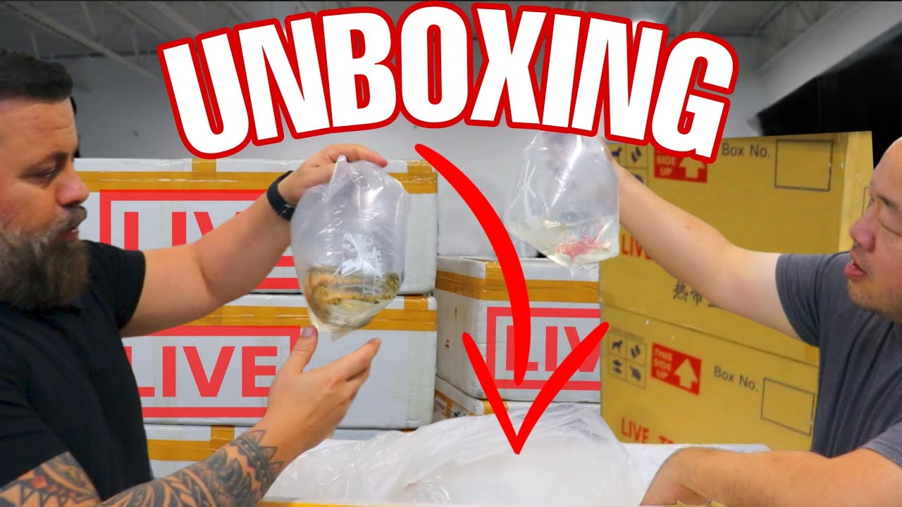 UNBOXING TROPICAL FISH FROM AROUND THE WORLD - lots of awesome fish came in today
