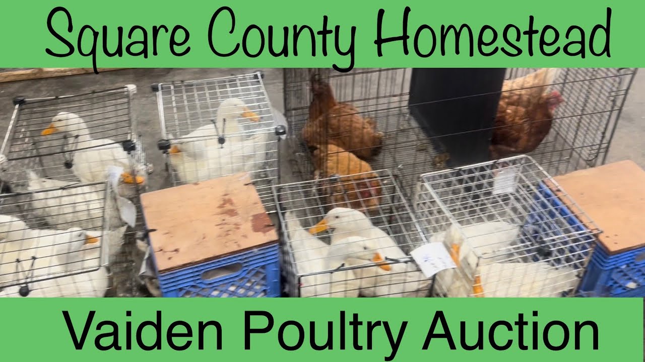 Chicken Auction with prices!