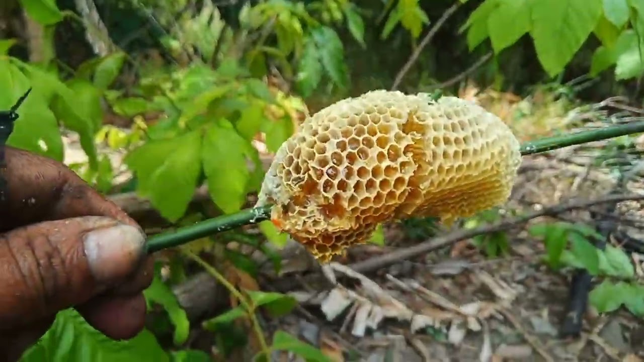 #Săn lùn ong một ngày cũng gặp nhiều tổ.vì cuộc sống mưa sinh cơm áo gạo tiền.