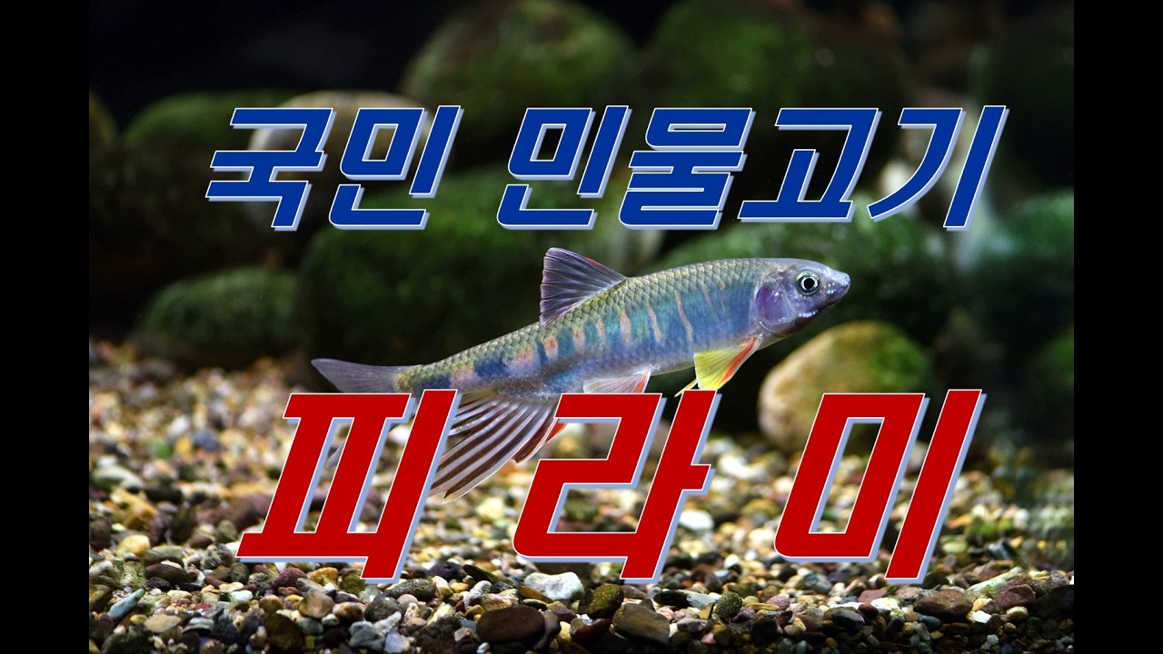 국민 민물고기 피라미