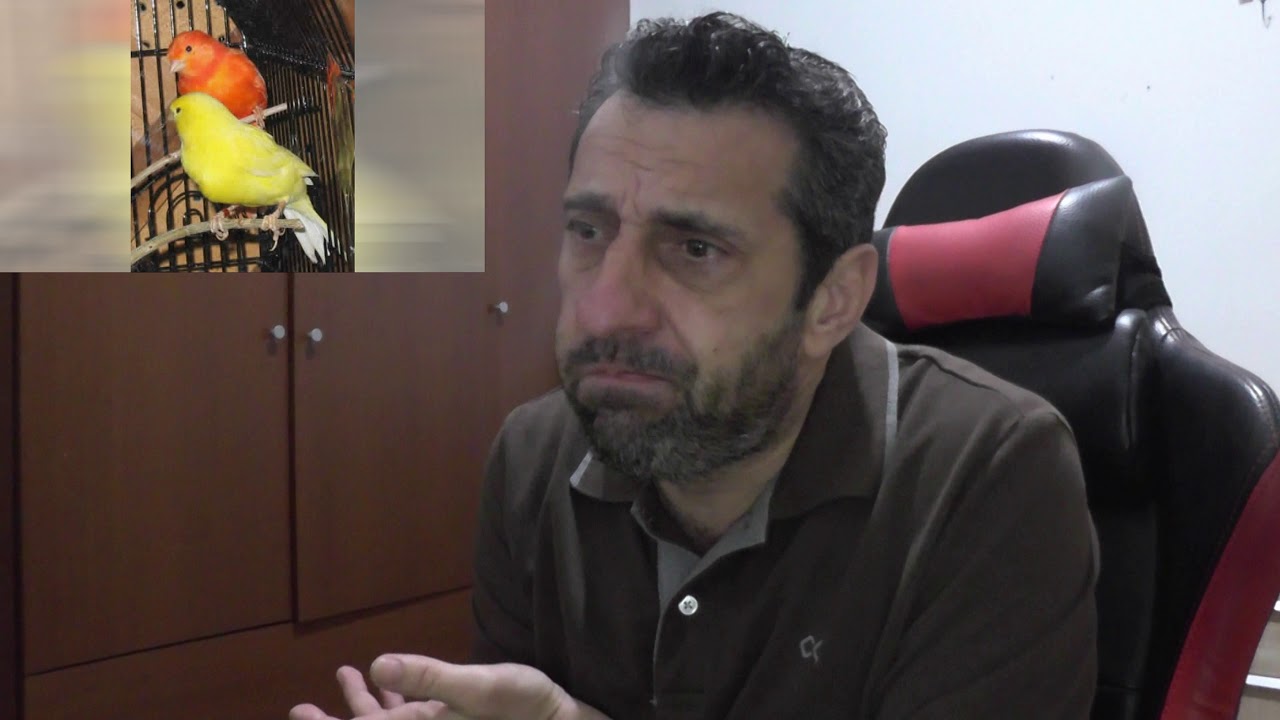 CANARY RACE....(ΦΥΛΕΣ ΚΑΝΑΡΙΝΙΩΝ)