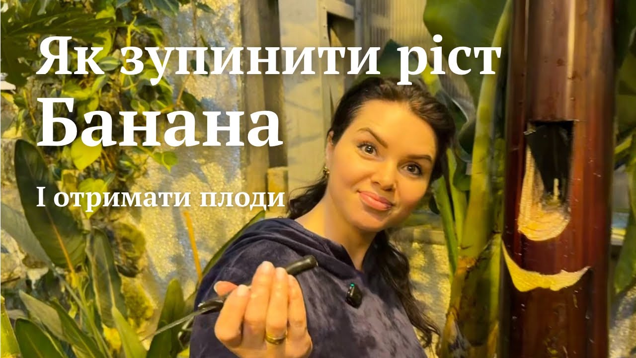 Як зупинити ріст високорослого банана і отримати плоди в теплиці | Практичний метод