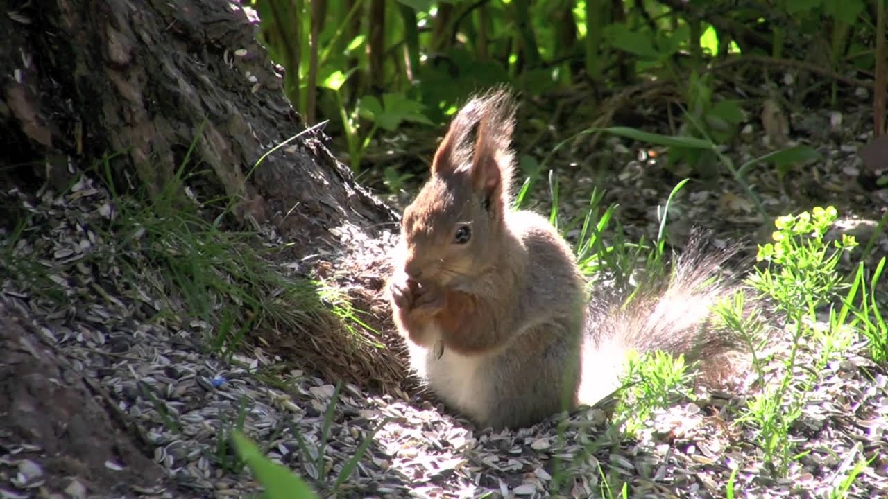 nine squirrel in a tree - Nio ekorrar i ett träd