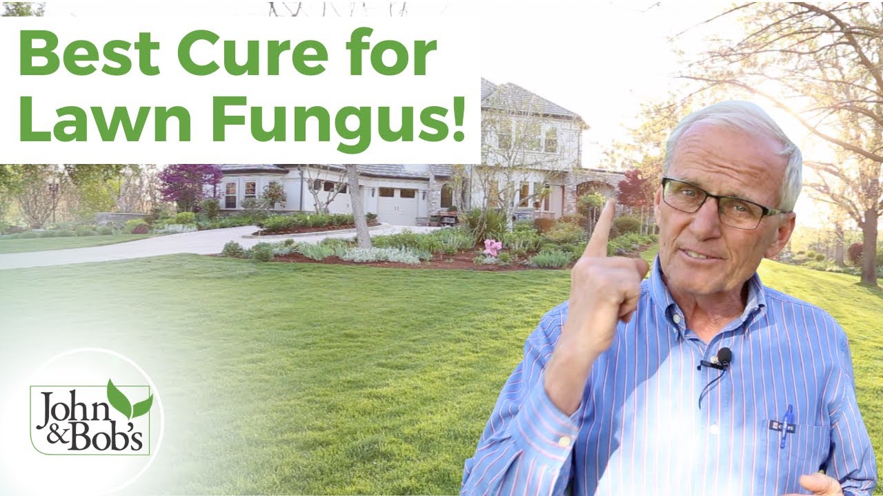 Lawn Fungus Control | Best Cure for Lawn Fungal Disease