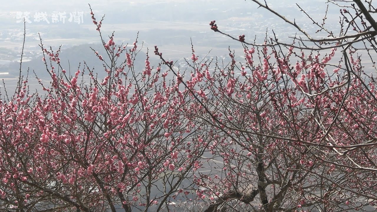 筑波山梅まつり 開幕   つくば