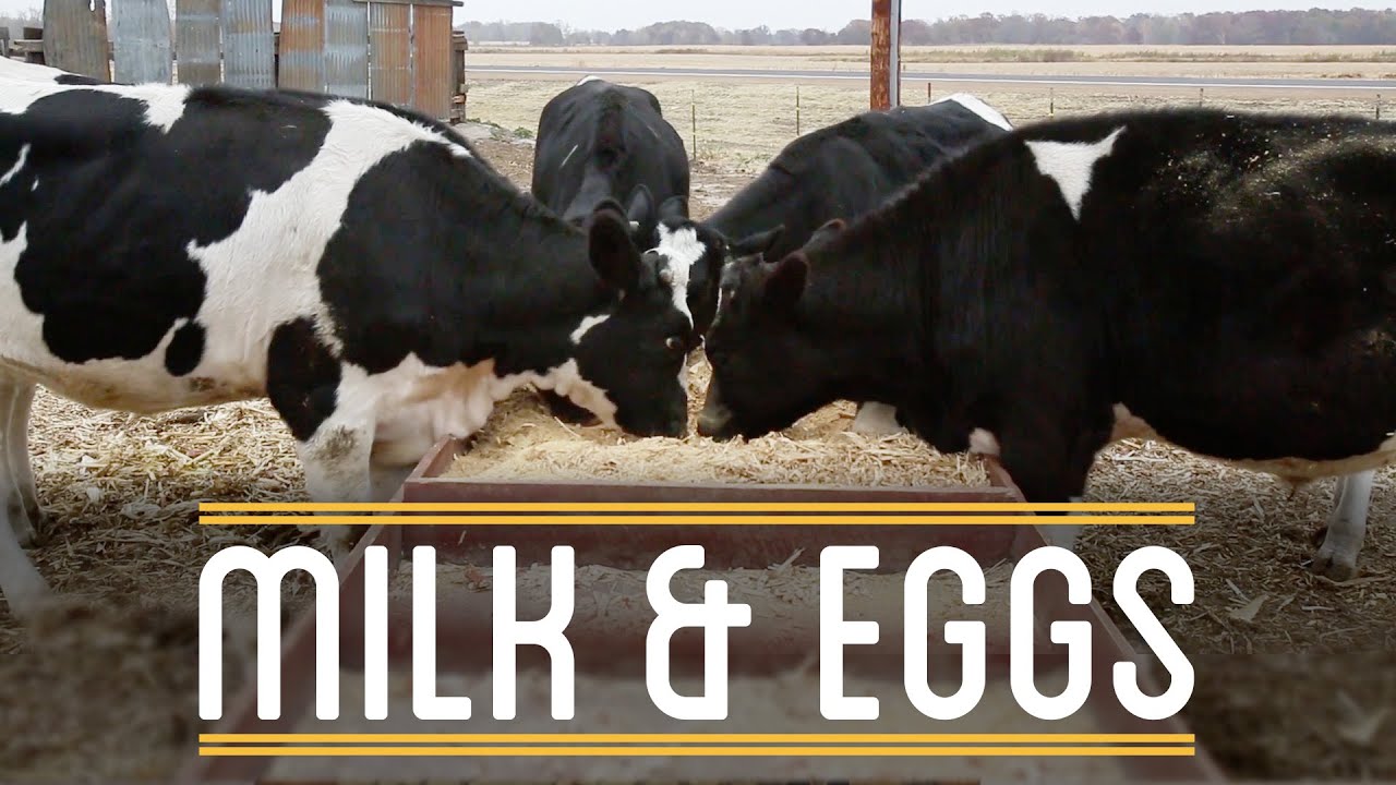 Milk & Eggs | How to Make Everything: Sandwich (6/12)