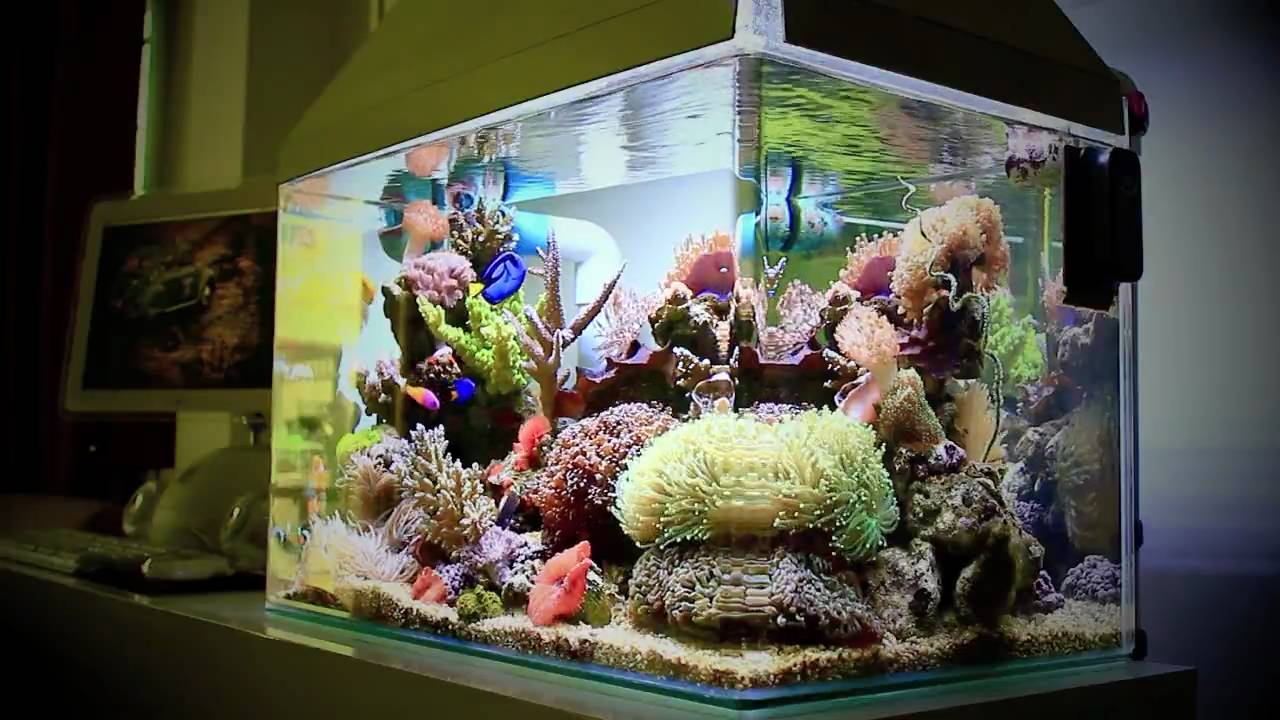 Nano Reef Tank 25 Gallon (Canon EOS 550D Video Test)