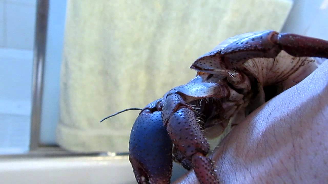 Caribbean Hermit Crab ( Coenobita Clypeatus )