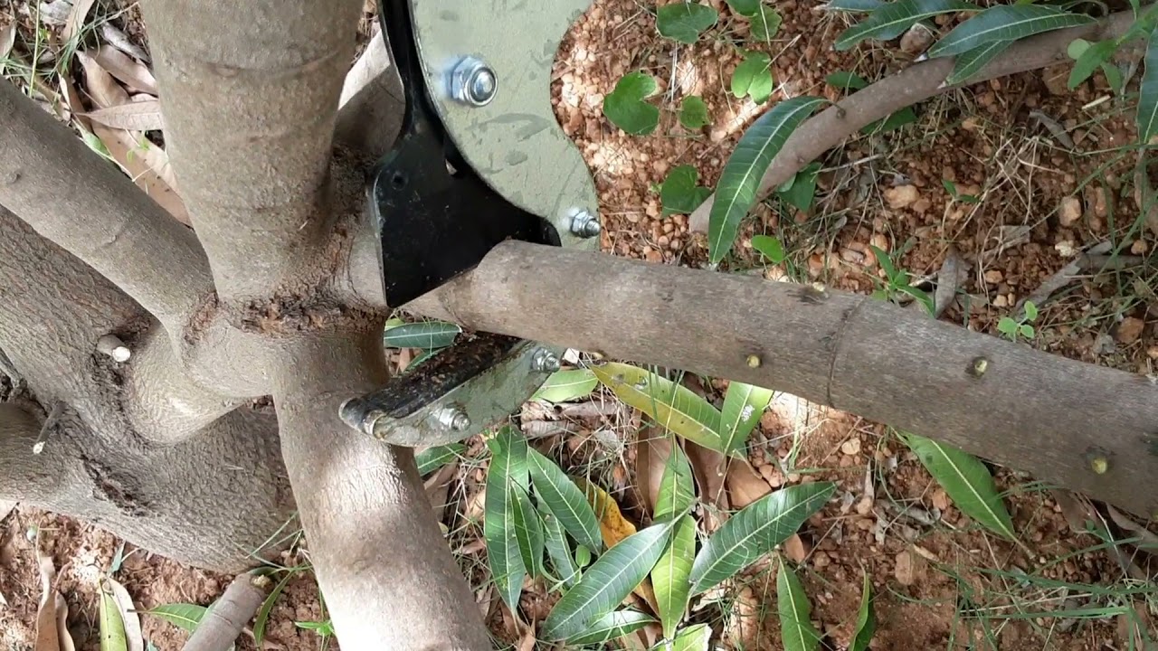 மா   கவாத்து - 2021