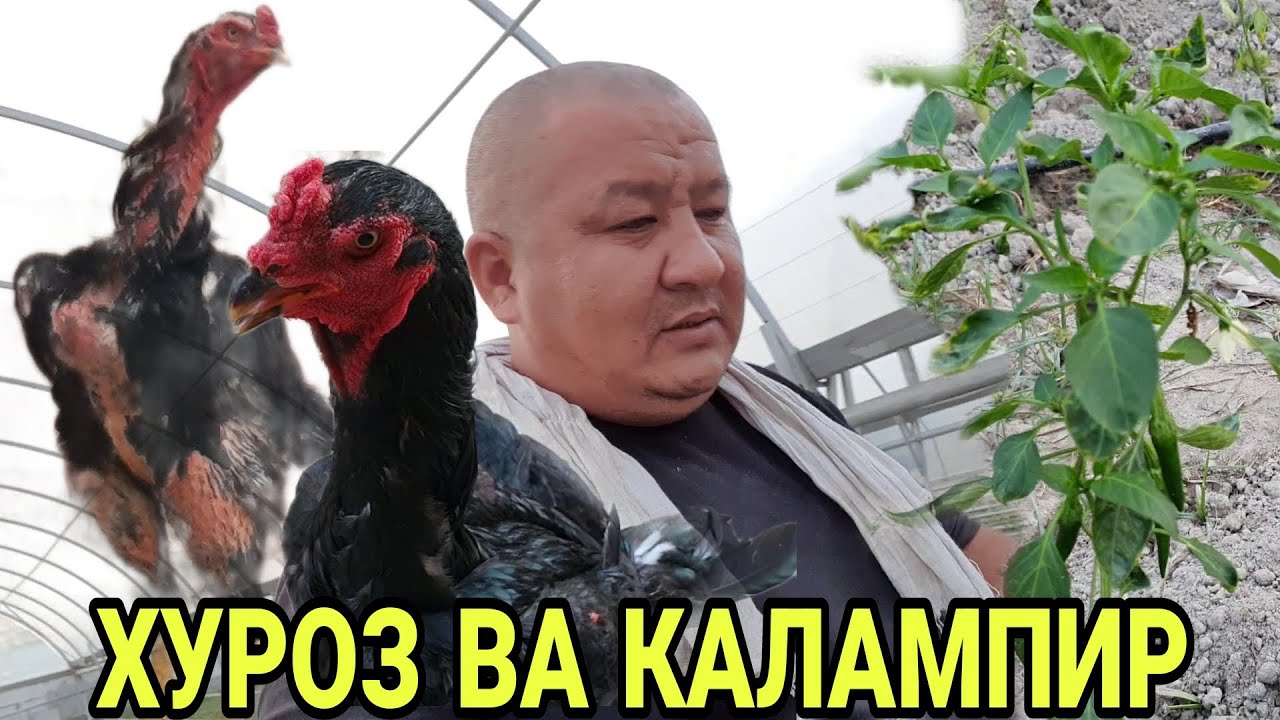 ОХУНОВ ТВ ХОНАДОНИДАГИ БИЗНЕЗ (ХУРОЗ ИШКИБОЗЛАРИ УЧУН)