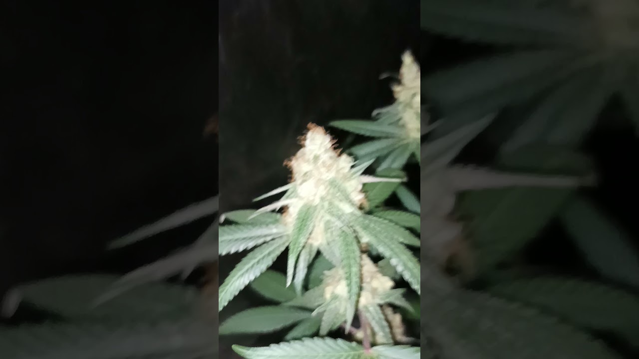Forbidden Zkittlez &times; Purple Punch 💣🔥🔥🍁🔚⛽🙌🙌