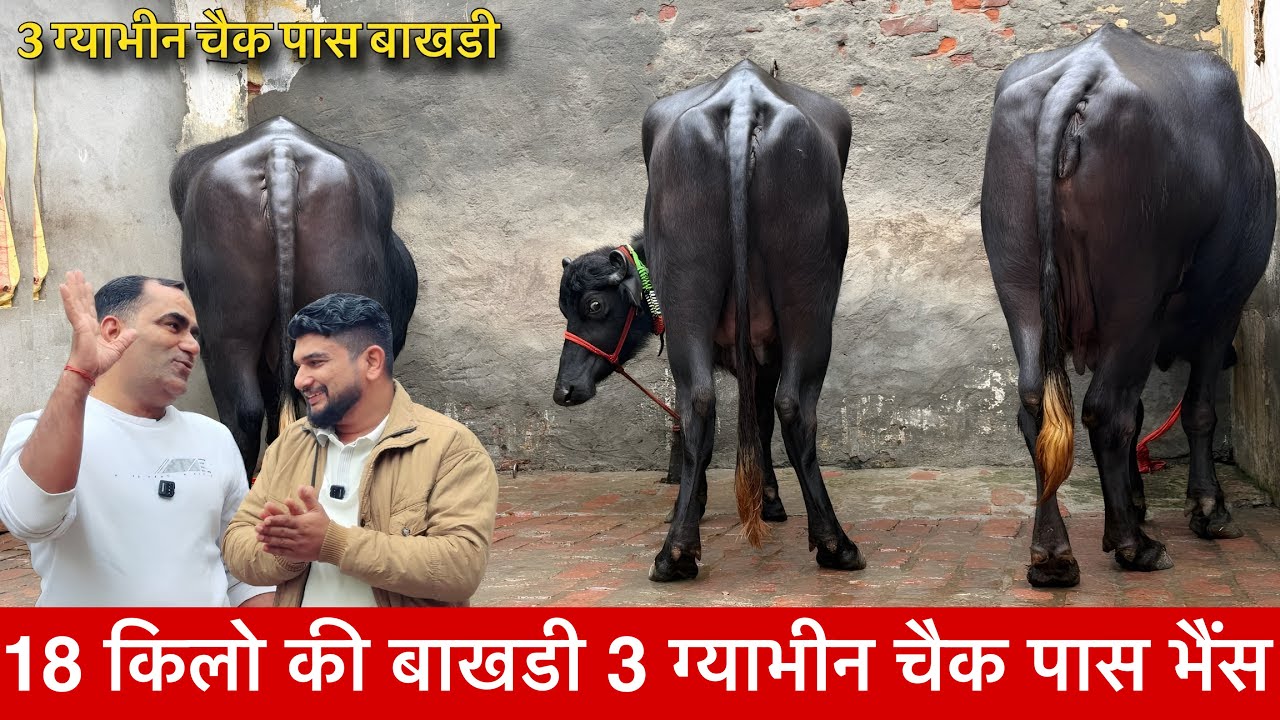 18 किलो की बाखडी हां जी 3 चैक पास  ले जाओ 👉Parveen Maratha Dairy farm  ✅