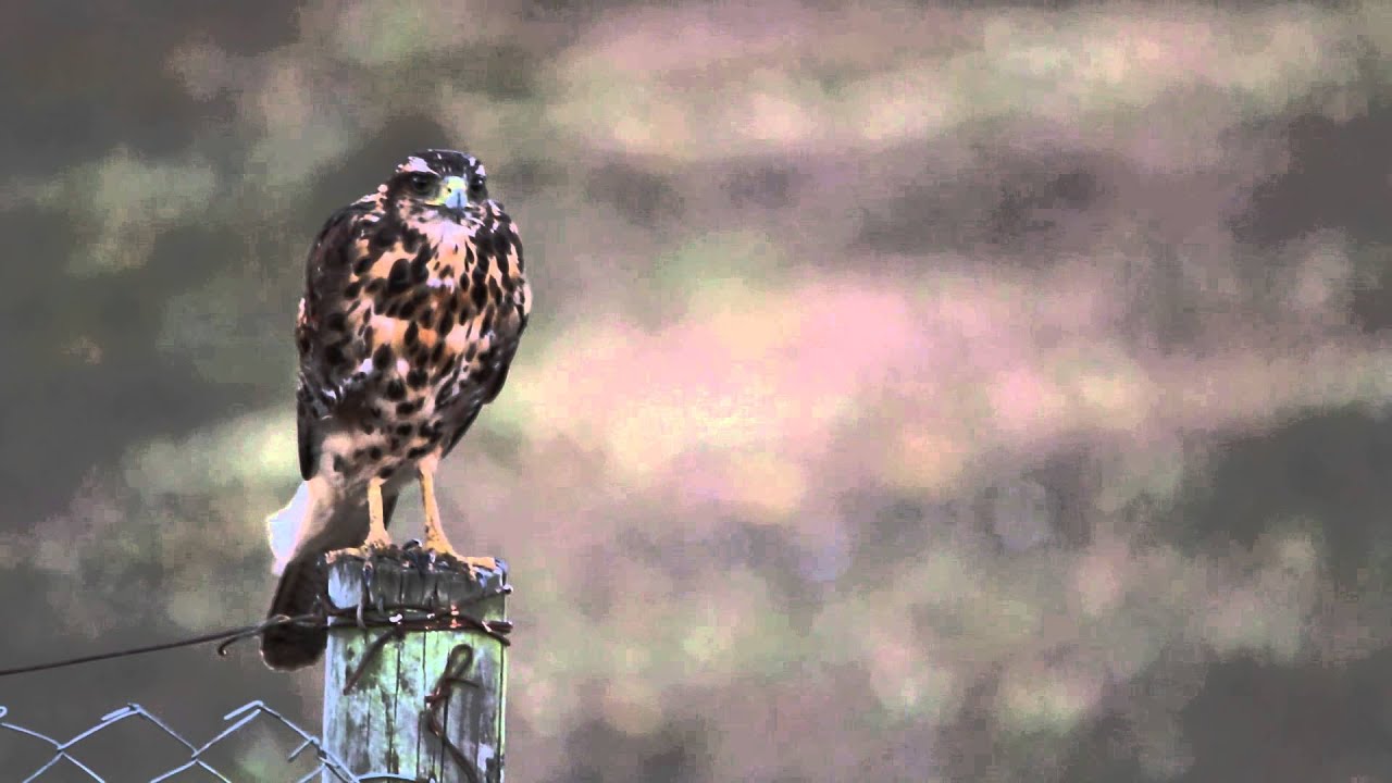 Peuco (Parabuteo Unicinctus) Talcahuano
