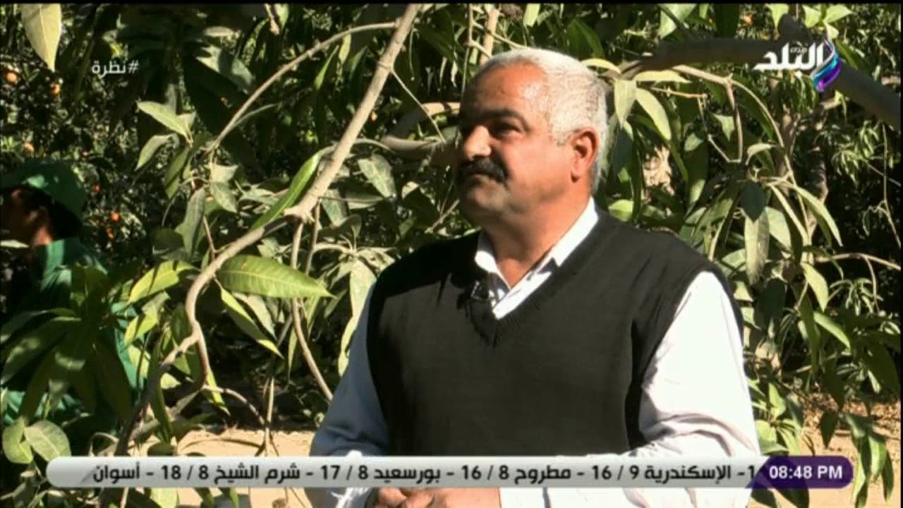 نظرة - مدير مزرعة: محصول البرتقال هذا العام ممتاز .. وهذا الفرق بين الشتوي والصيفي