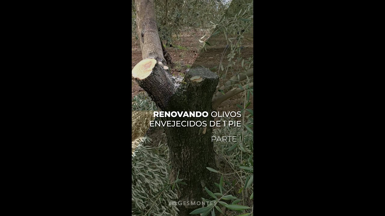 RENOVANDO OLIVOS ENVEJECIDOS DE 1 PIE - PARTE I