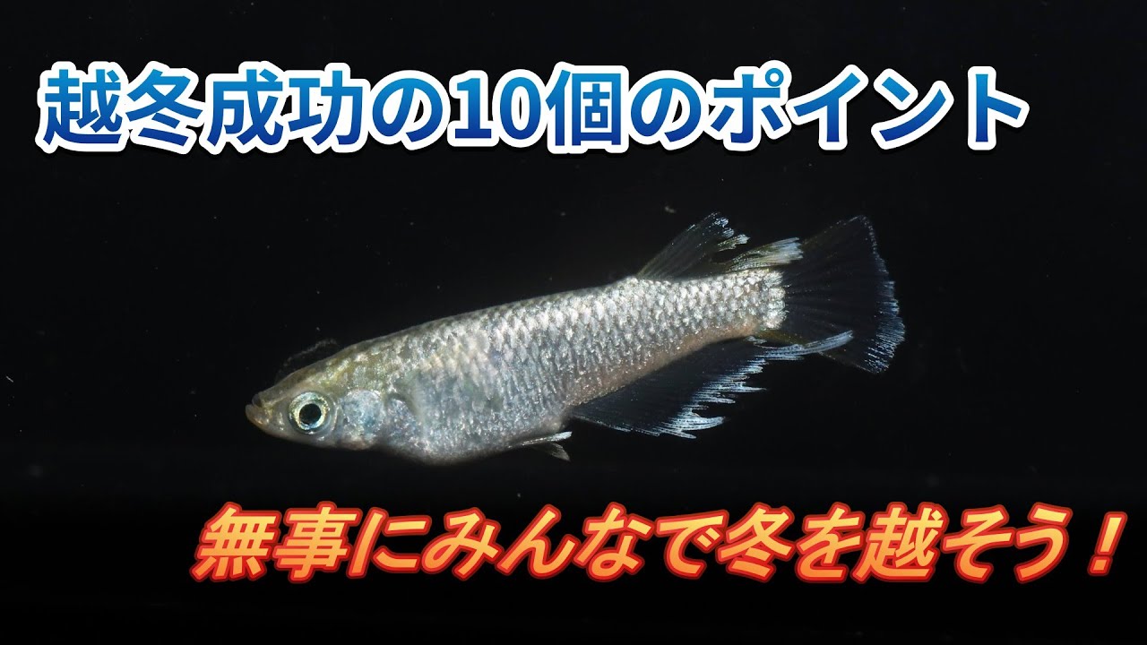 屋外メダカの越冬を成功させる10個のポイント！みんな無事に冬越ししよう！