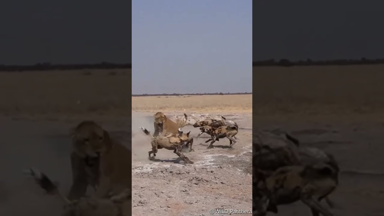 The Lion King | Lioness VS Wild Dogs 😱🔥 #shorts #short #viral
