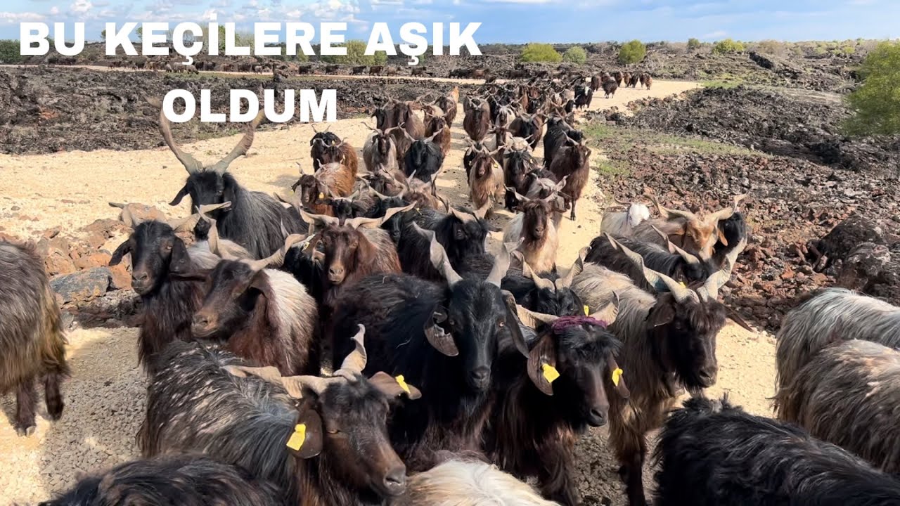 BÖLGENİN EN DAYANIKLI KEÇİSİ/MAHALLİ KEÇİSİ