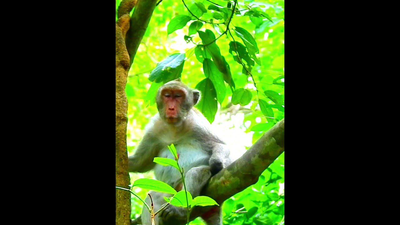 Pity Monkey's Wildlife 317