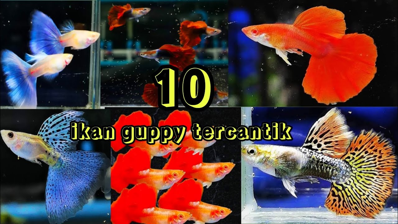 10 jenis ikan guppy tercantik dan populer tahun ini