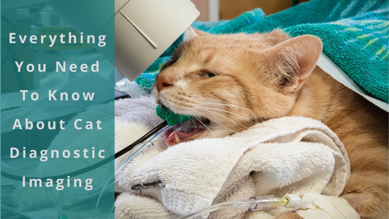 Everything You Need To Know About Cat Diagnostic Imaging