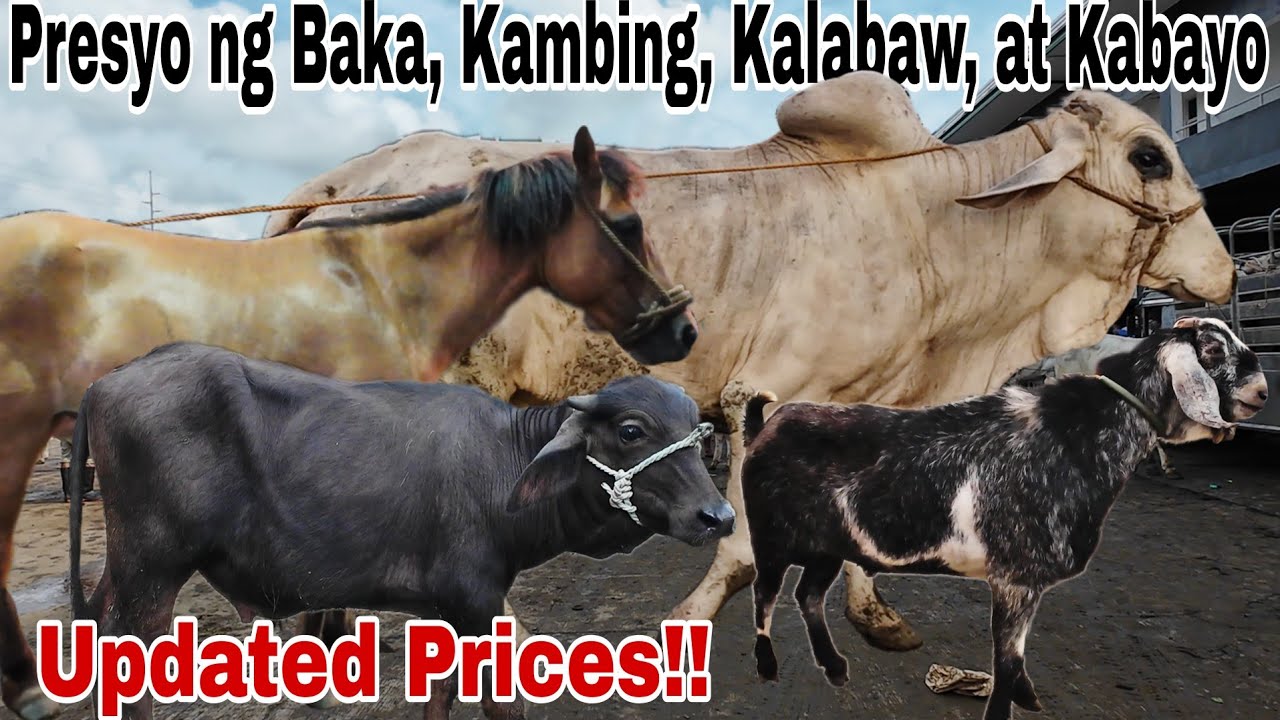 June 14, 2024 Presyo ng Baka, Kambing, Kalabaw, at Kabayo | Dji Osmo Action 4 | Livestock Farming
