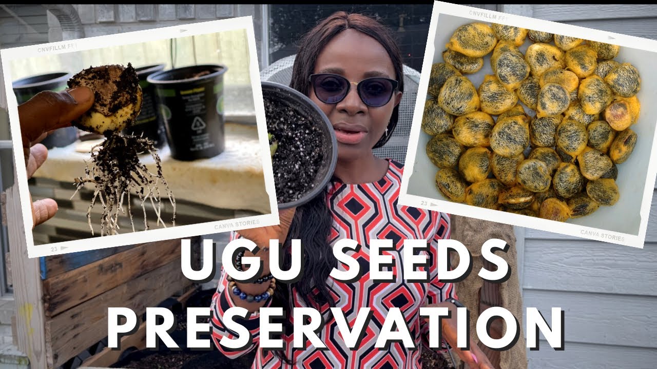 UGU FARMING: The Best Way to Store Ugu (Fluted Pumpkin) Seeds | NIGERIAN Pumpkin Leaves cultivation