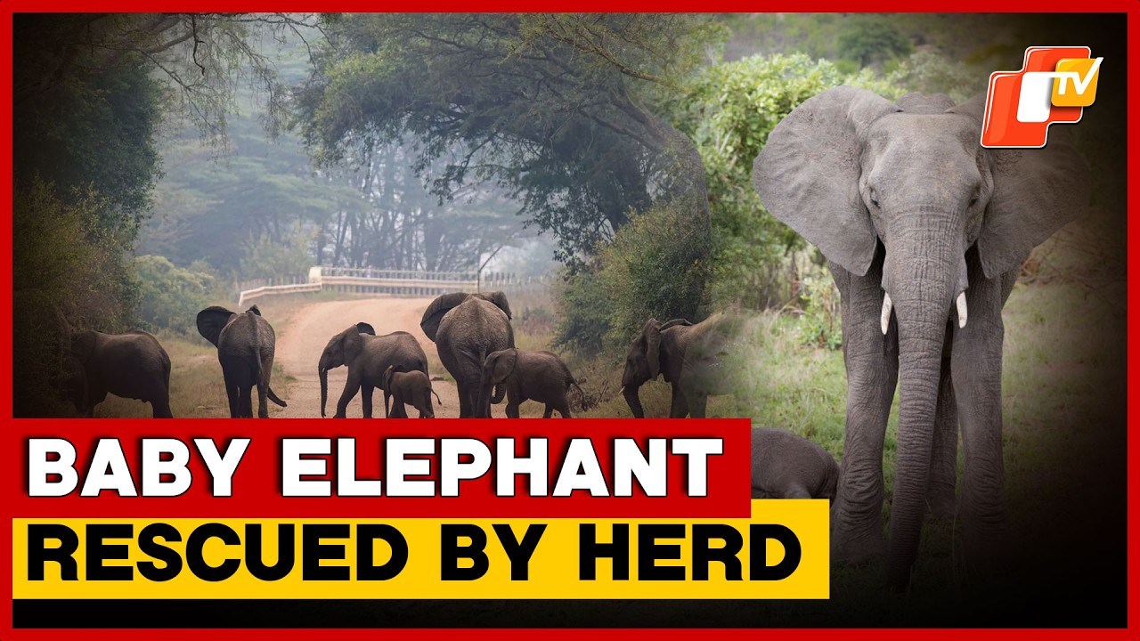 Elephant Calf Falls Into Canal In Keonjhar, Rescued By Herd | Odisha