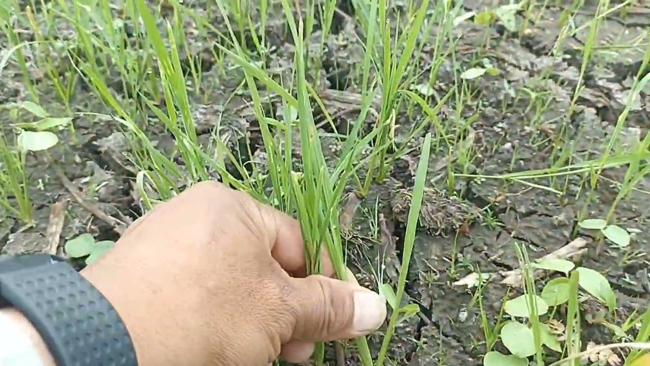 EVALUACIÓN PARA CONTROLAR MALEZAS EN EL CULTIVO DE ARROZ AL VOLEO.