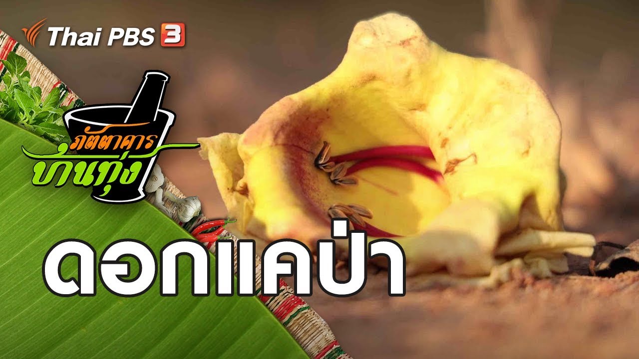 ดอกแคป่า : ภัตตาคารบ้านทุ่ง (25 ม.ค. 63)