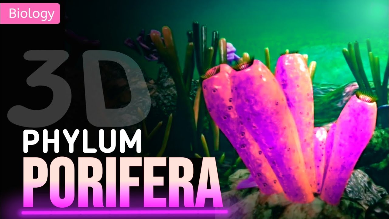 PORIFERA ; CHARAKTERYSTYKA OG&Oacute;LNA || ANIMACJA 3D ||