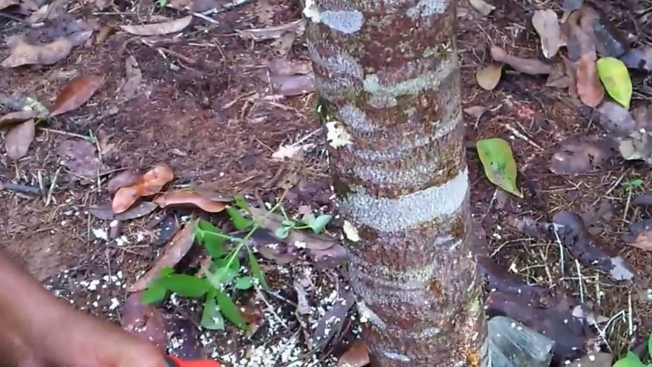 Agarwood Gaharu Inoculant and Inducers