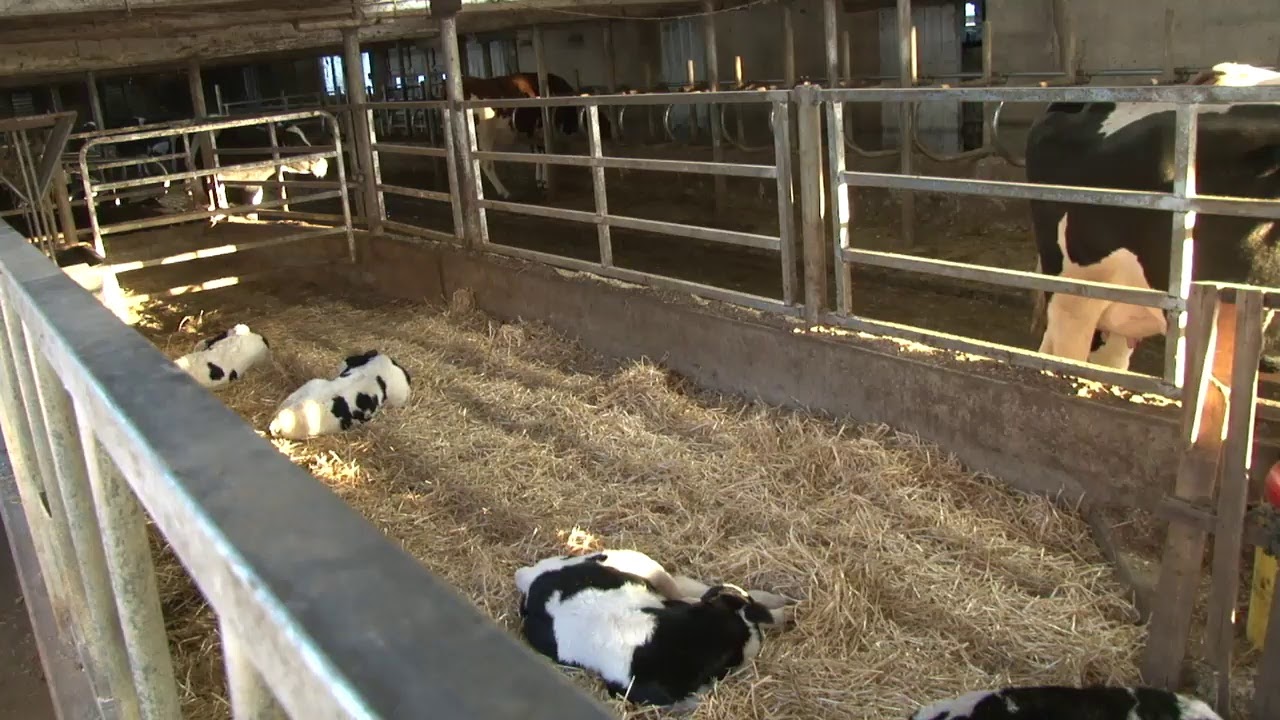 Brook-Corner Holsteins - 1/19/21