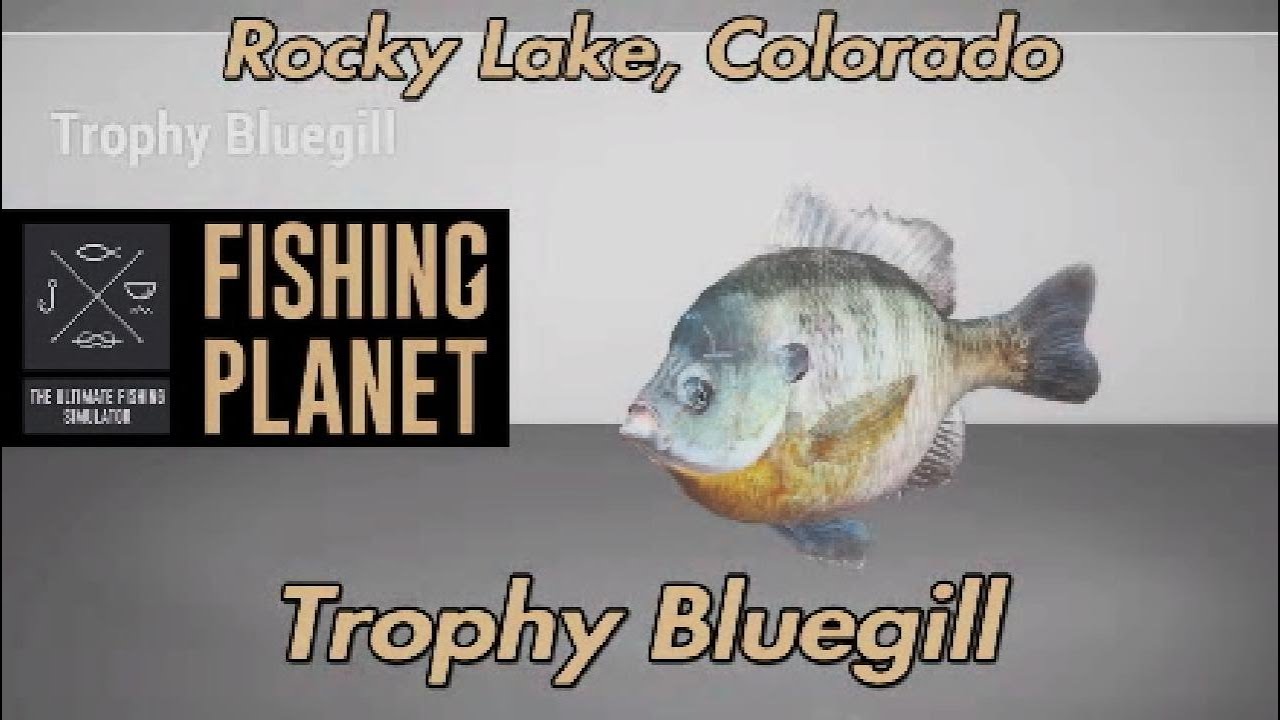 Trophy Bluegill Rocky Lake Colorado Fishing Planet Guide