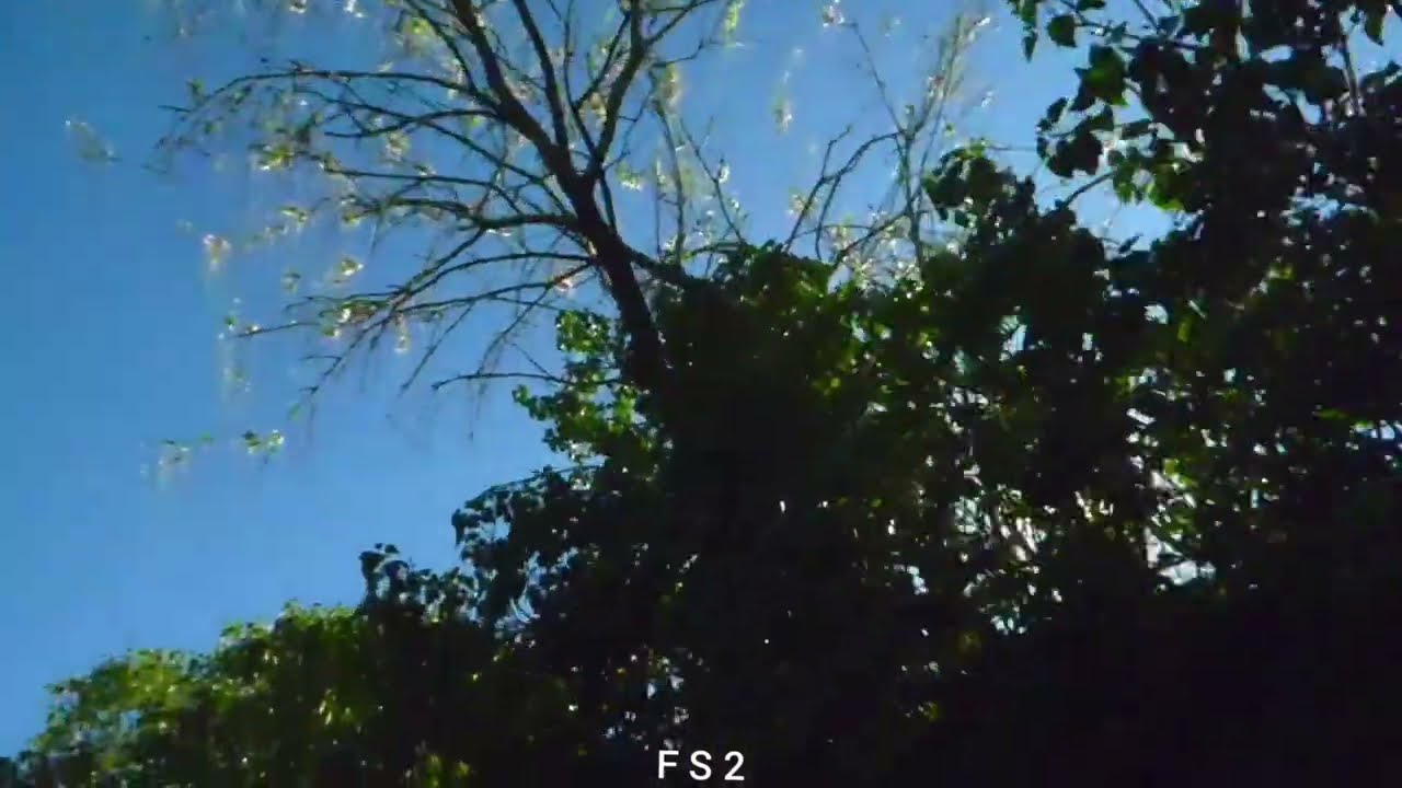 CANTO DE LAS AVES EN CELO.